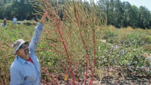 This is the late Dr. Ted Webster, weed scientist with USDA-ARS in Tifton, GA, demonstrating the height Palmer amaranth can reach.