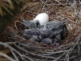 eggs and chicks © 2006 John Isaac Holson