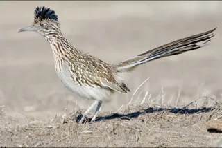 Adult Roadrunner	© 2008 R.L Sivaprasad