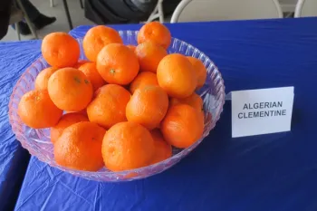 Clementine Citrus Variet