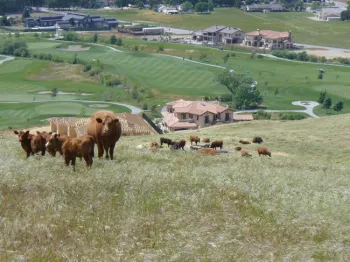 Example of cattle used for fire fuel suppression, photo by Sheila Barry
