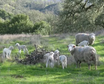 Lambs grazing