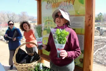 Preparing to plant an herb basket.