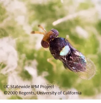 Encarsiellla noyesi2,