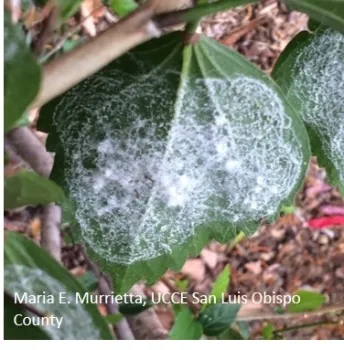Giant whitefly on underside of hibiscus leaf.