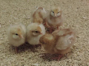 chicks_II