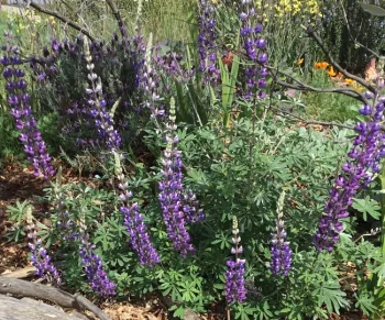 lupine-tina s 2019