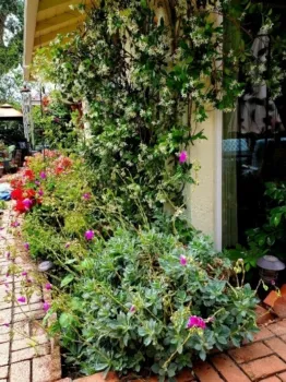 Our Rain Gutter Down Spout Jasmine Camouflage2