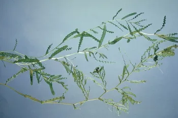 Curlyleaf pondweed