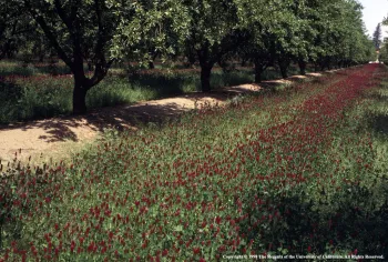 Blooming crimson clover cover crop in almond orchard