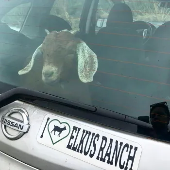 Baby goat goes for a ride