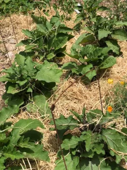 Newly mulched garden bed with green plants and yellow flowers, surrounded by rice straw.