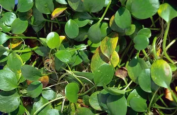 Photo 1. Spongeplant growing on the water surface. Photo by J.M. DiTomaso.