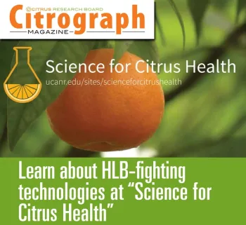 Images of orange for Citrograph article http://www.citrusresearch.org/uncategorized/citrograph-summer-2019/#more-8369