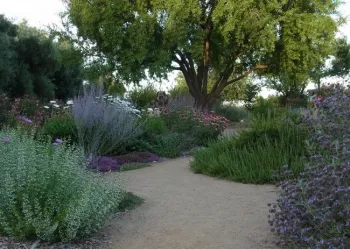 A view of the Haven in late June