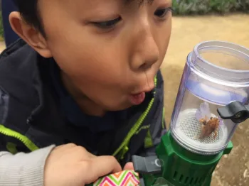 Children love to observe bees in the Haven