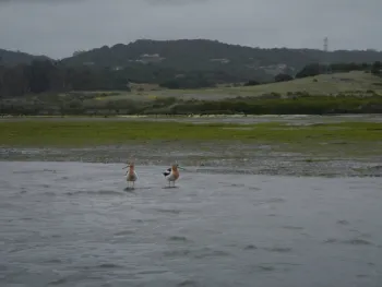 Avocets at Elkhorn Slough Monterey County