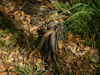 Alligator lizard in Valley Oak habitat
