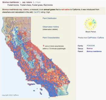 Bromus madritensis, or foxtail brome, is pervasive at lower elevations. Image source: Calflora