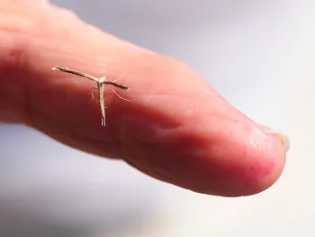 This is a pterophorid plume moth, family Pterophondae. (Photo by Kathy Keatley Garvey)