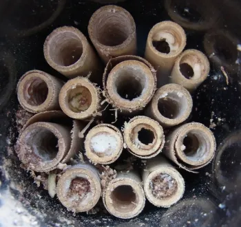 Bee nesting tubes in use