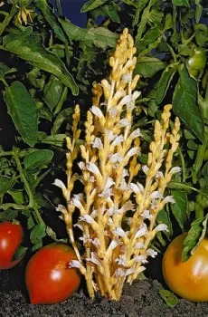 Branched broomrape (Orobanche ramosa) in tomato field. (photo UC ANR)