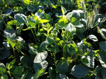 Cowpea cover crop with volunteer triticale.