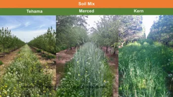 Abonos verdes plantado entre lineas de almendras