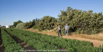 Un seto vivo al lado de un campo de tomates