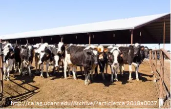 Vacas en California