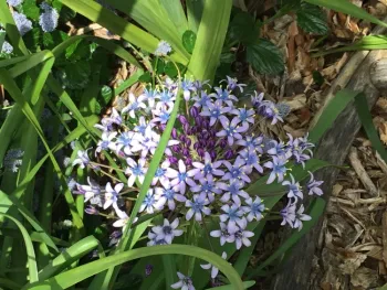 scilla peruviana tina s 2019