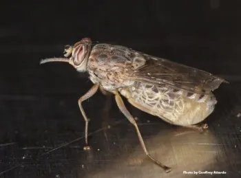 Side view of a gravid (pregnant) tsetse fly, Glossina morsitans morsitans. (Photo by Geoffrey Attardo)