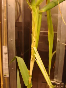 Mature gall with round exit holes, diagnostic for the presence of the arundo wasp in the field.