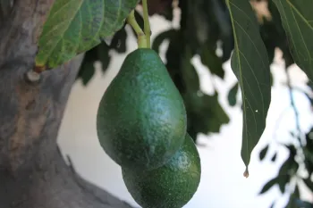 Avocado