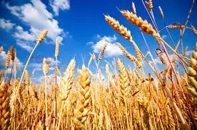 Wheat fields