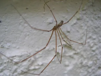 Daddy-Long-Legs spider legs