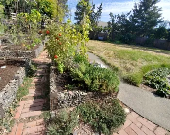 Gabion Walls on raised beds with Slender Sedge Grass to the right