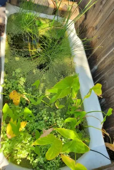 Pond for Aquatic Edibles