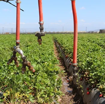 Spray nozzles in a strawberry field. (Photo by Christian Nansen)