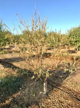 Levels of defoliation (old paint)