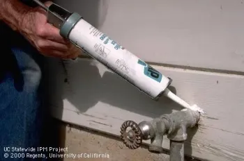 Using a caulking gun to seal up cracks. (UC IPM)