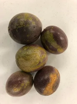 passionfruit scarring group