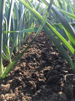 Photo 1. Weed control Caparol at 1.0 pint/A