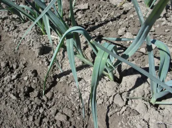 Photo 2. Leaf bending caused by Caparol and Lorox