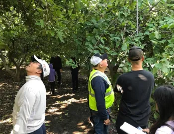 Touring the cherimoya orchard