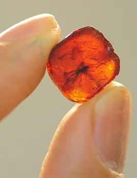 An insect encased in amber is part of the palentology display. (Photo by Kathy Keatley Garvey)