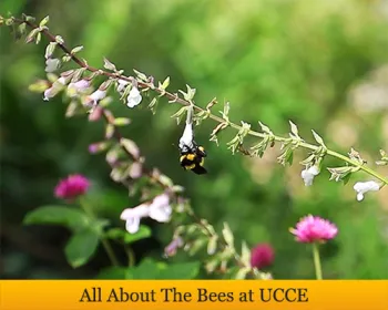All The Bees UCCE banner