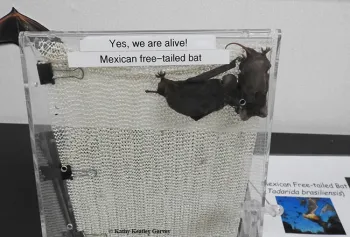 Mexican free-tailed bats. (Photo by Kathy Keatley Garvey)