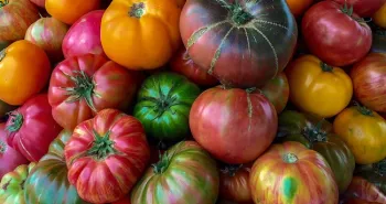 Heirloom tomatoes by Kim Schwind