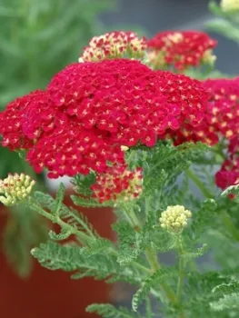 Achillea millefolium Pomegranate